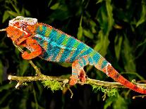 Rainbow Panther Chameleon, Fucifer Pardalis, Native to Madagascar-David Northcott-Photographic Print