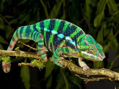 Kunpei_yamanashi　デジタルプリント  Chameleon chameleon_by_lainadaleib_de8na