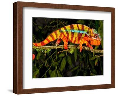 Rainbow Panther Chameleon, Fucifer Pardalis, Native to