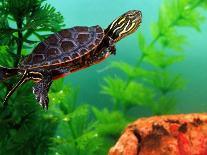 Red Belly Turtle Hatchling, Native to Southern USA-David Northcott-Photographic Print