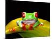 Photographic Print