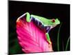 Premium Photographic Print