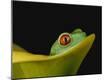 Premium Photographic Print