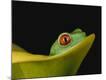 Photographic Print