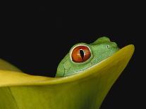 Red Eye Tree Frog on a Calla Lily, Native to Central America-David Northcott-Photographic Print