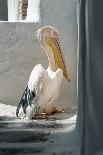 Petros the Pelican, Chora, Mykonos, Greece-David Noyes-Photographic Print