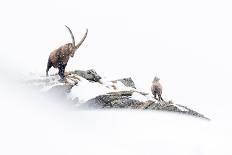 Alpine Ibex (Capra Ibex), Portrait Of Young Male. Alps, Aosta Valley-David Pattyn-Framed Photographic Print
