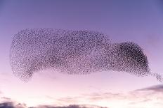Common starling murmuration, The Netherlands-David Pattyn-Framed Photographic Print