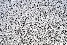 Common starling murmuration, The Netherlands-David Pattyn-Photographic Print