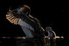 Common starling murmuration, The Netherlands-David Pattyn-Photographic Print