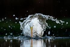 Great white egret fishing in a shallow pond, The Netherlands-David Pattyn-Photographic Print