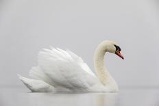 Mute swan on a misty morning, with wings raised up in aggressive stance, the Netherlands-David Pattyn-Photographic Print