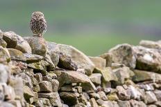 Little owl perched on a dry stone wall, NorthYorkshire, UK-David Pike-Photographic Print