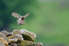 Little owl taking flight, NorthYorkshire, UK-David Pike-Photographic Print
