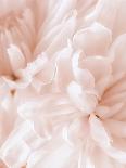 Chrysanthemum Pink Blush I-David Pollard-Art Print