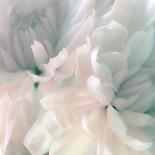 Chrysanthemum Pale Sepia II-David Pollard-Framed Art Print