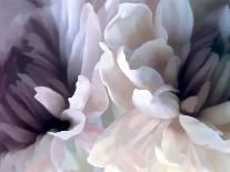 Chrysanthemum Pink Blush I-David Pollard-Art Print