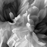 Chrysanthemum Pale Sepia II-David Pollard-Art Print