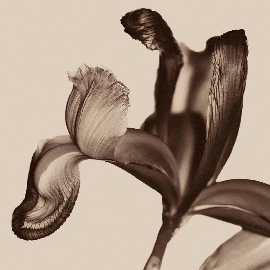 Photo, , large