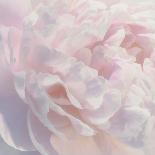 Peony Pink Blush I-David Pollard-Art Print