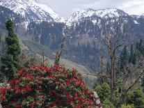 Rhododendrons in Bloom, Dhaula Dhar Range of the Western Himalayas, Himachal Pradesh, India-David Poole-Photographic Print
