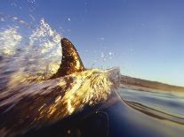 Dolphin Swimming in Ocean-David Pu'u-Mounted Photographic Print