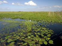 Water Lilies and Sawgrass in the Florida Everglades, Florida, USA-David R. Frazier-Framed Photographic Print