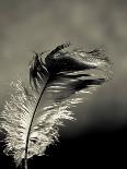 Feather-David Ridley-Photographic Print