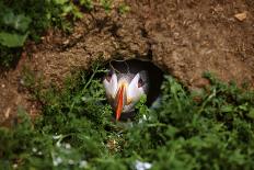 An Atlantic Puffin peers out from its burrow on Skomer Island, Wales, United Kingdom, Europe-David Rocaberti-Framed Photographic Print