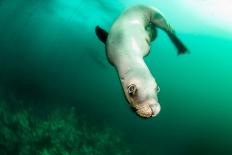 A Steller sea lion (Eumetopias jubatus) speeding in front of the camera, British Columbia, Canada-David Salvatori-Laminated Photographic Print