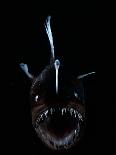 Deepsea Dragonfish (Eustomias Monodactylus) With Bioluminescent Lure-David Shale-Framed Photographic Print