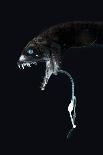 Deep Sea Anglerfish, Female with Lure Projecting from Head to Attract Prey, Atlantic Ocean-David Shale-Photographic Print