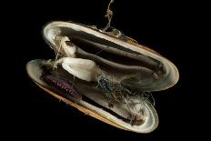 Deepsea Mussel (Bathymodiolus Indica) With Open Shell And Commensal Scale Worm Inside-David Shale-Photographic Print