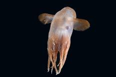 (Periphylla Sp) Juvenile, Jellyfish, Deep Sea Atlantic Ocean-David Shale-Photographic Print