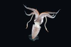 Deepsea Dragonfish (Eustomias Monodactylus) With Bioluminescent Lure-David Shale-Photographic Print