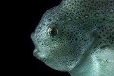Deepsea Dragonfish (Eustomias Monodactylus) With Bioluminescent Lure-David Shale-Framed Photographic Print