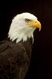 USA, Alaska. Haliaeetus leucocephalus, bald eagle portrait, captive.-David Slater-Photographic Print