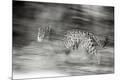 Photographic Print