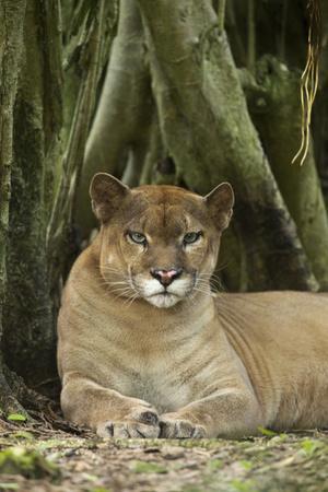 Mexico. Puma Concolor, Puma in Montane Tropical Forest' Photographic Print  - David Slater | Art.com