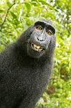 Monkey Selfie-David Slater-Photographic Print