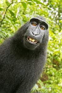 Monkey Selfie by David Slater