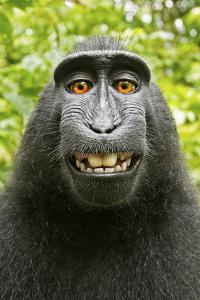 Monkey Selfie by David Slater
