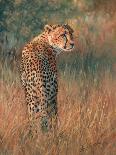 Cheetah Cub 3-David Stribbling-Mounted Art Print