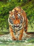 Tiger on the Prowl-David Stribbling-Art Print