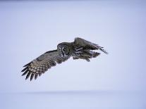 Peregrine Falcon (Falco Peregrinus), Scotland, UK, Europe-David Tipling-Framed Photographic Print