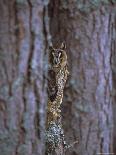 Long Eared Owl (Asio Otus) in Winter, Scotland, UK, Europe-David Tipling-Photographic Print