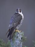 Long Eared Owl (Asio Otus) in Winter, Scotland, UK, Europe-David Tipling-Photographic Print