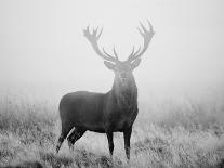 Red Deer (Cervus Elaphus) Stag at Dawn During Rut in September, UK, Europe-David Tipling-Photographic Print