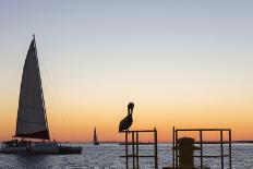 View across the Gulf of Mexico, sunset, brown pelican prominent, Mallory Square-David Tomlinson-Framed Photographic Print