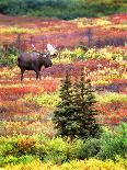 Bull Moose and Autumn Tundra, Denali National Park, Alaska, USA-David W. Kelley-Premier Image Canvas